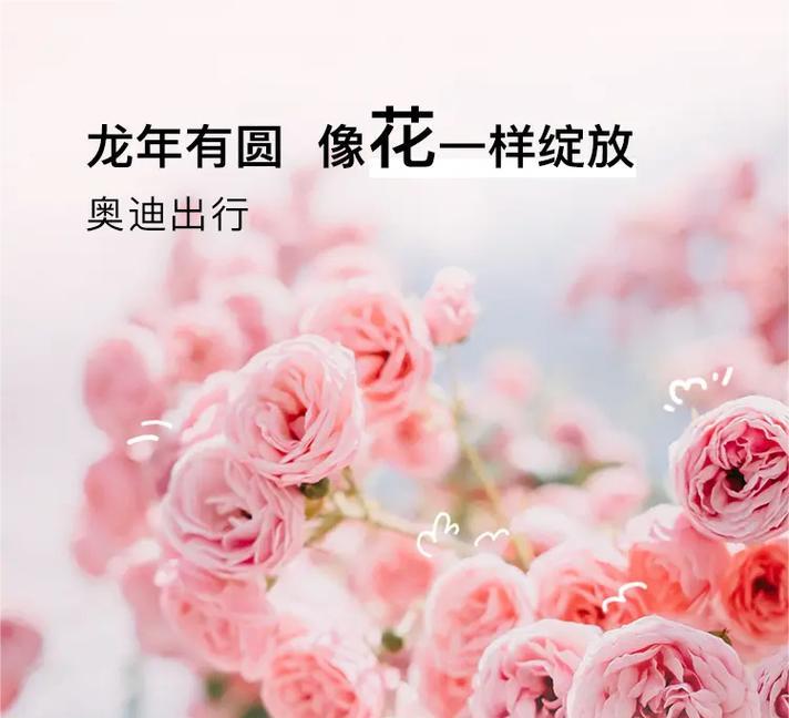 女神节浪漫的花语是什么？它传递了哪些情感？
