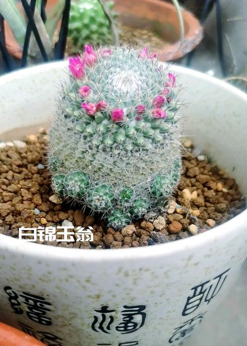 白鸡鱼仙人球养殖方法是什么？