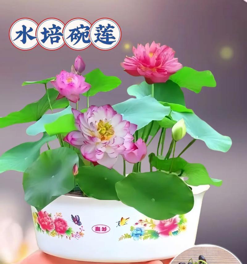 睡莲的喻意和花语含义是什么？睡莲代表什么花语？