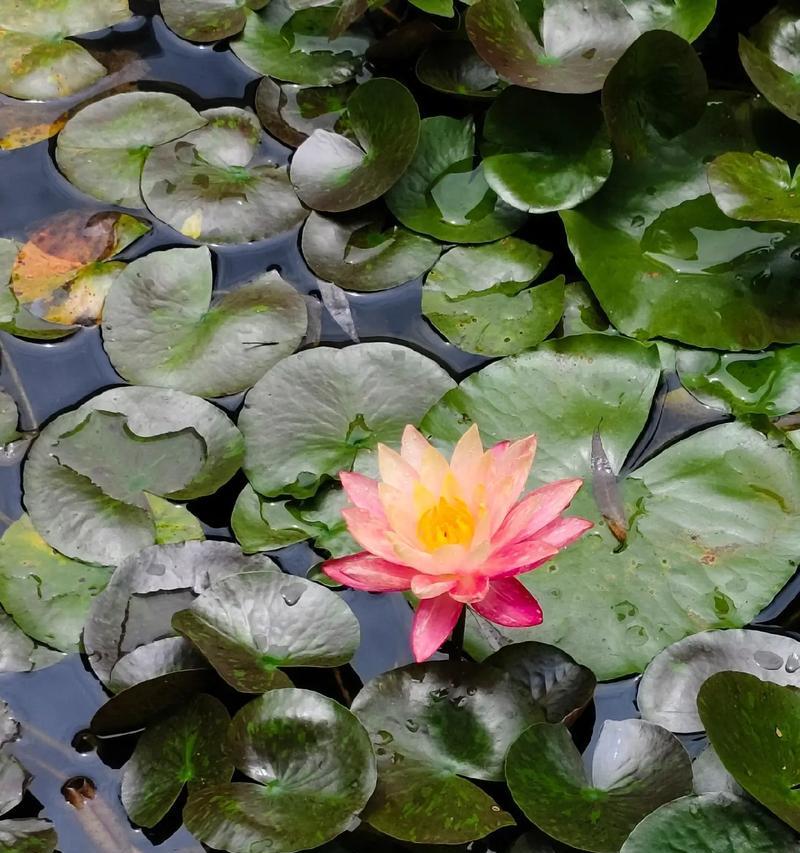 睡莲的喻意和花语含义是什么？睡莲代表什么花语？