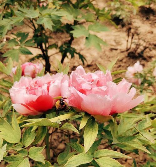 牡丹花秋天换盆可以吗？如何正确进行？