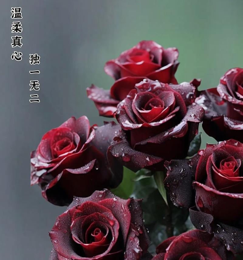 “不是一个次元”的花语有何深意？它代表了什么？