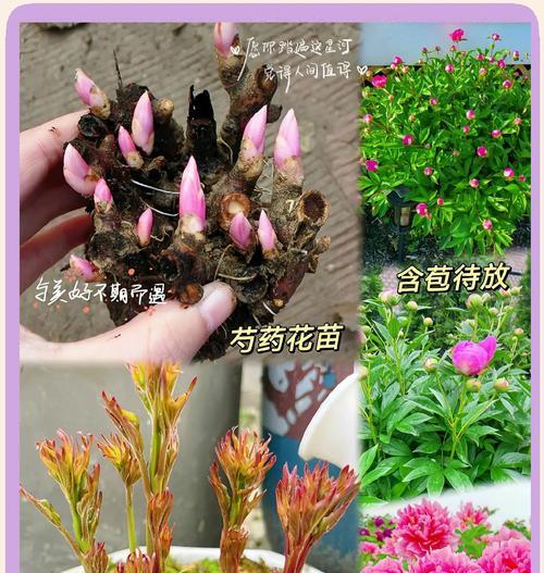 白色芍药的花语寓意有哪些？