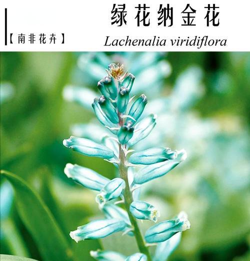 绿头葵的花语有哪些？它们代表了什么？