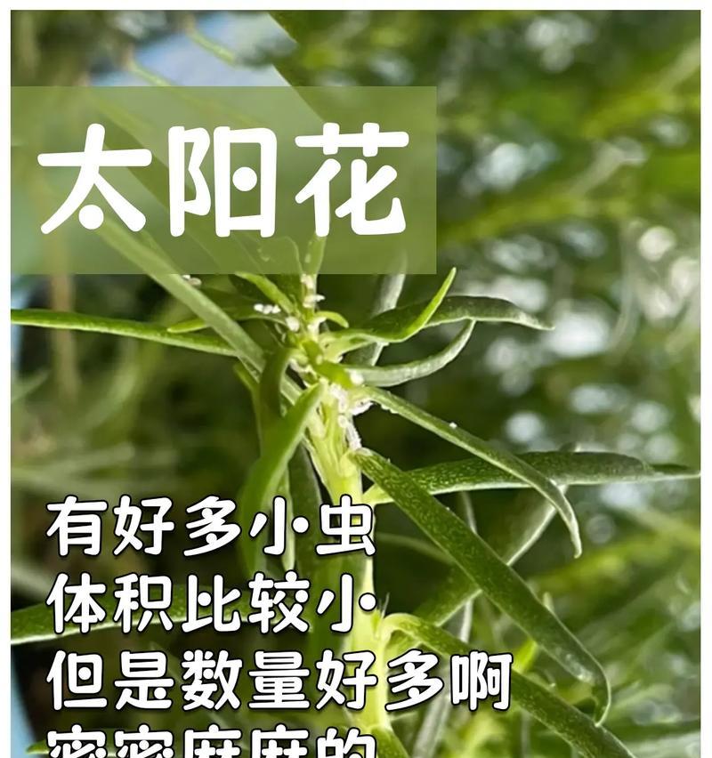 绿头葵的花语有哪些？它们代表了什么？