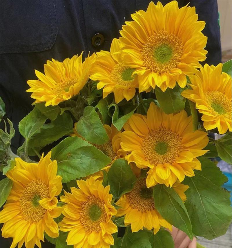 绿头葵的花语有哪些？它们代表了什么？