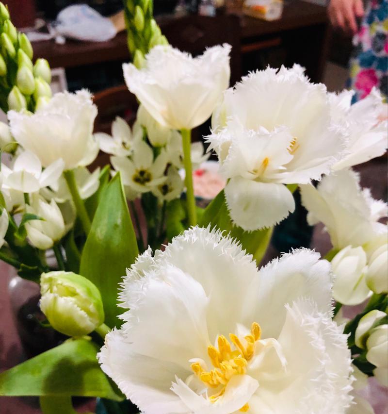 流苏郁金香的花语是什么含义？
