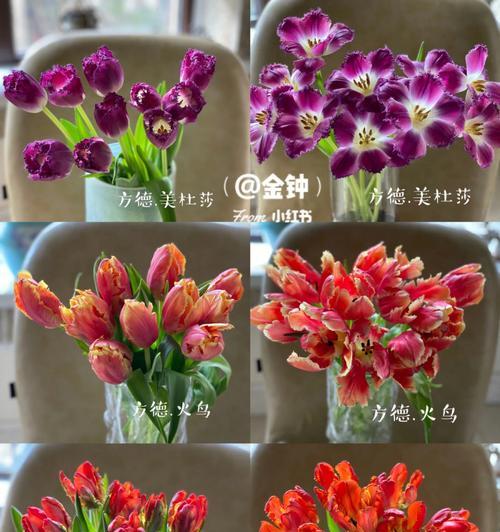 流苏郁金香的花语是什么含义？