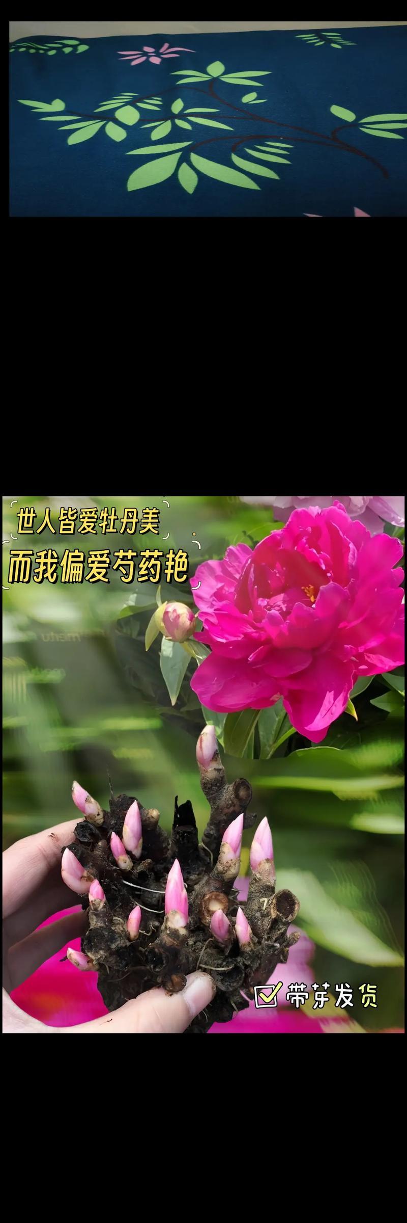 柔软的花的花语有哪些？它代表了什么？