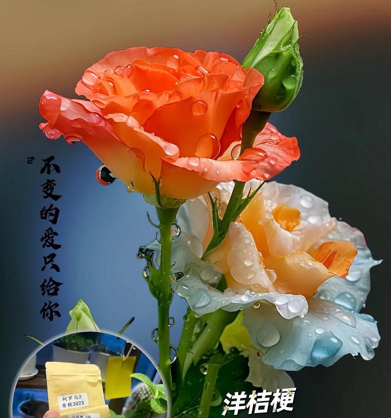 柔软的花的花语有哪些？它代表了什么？