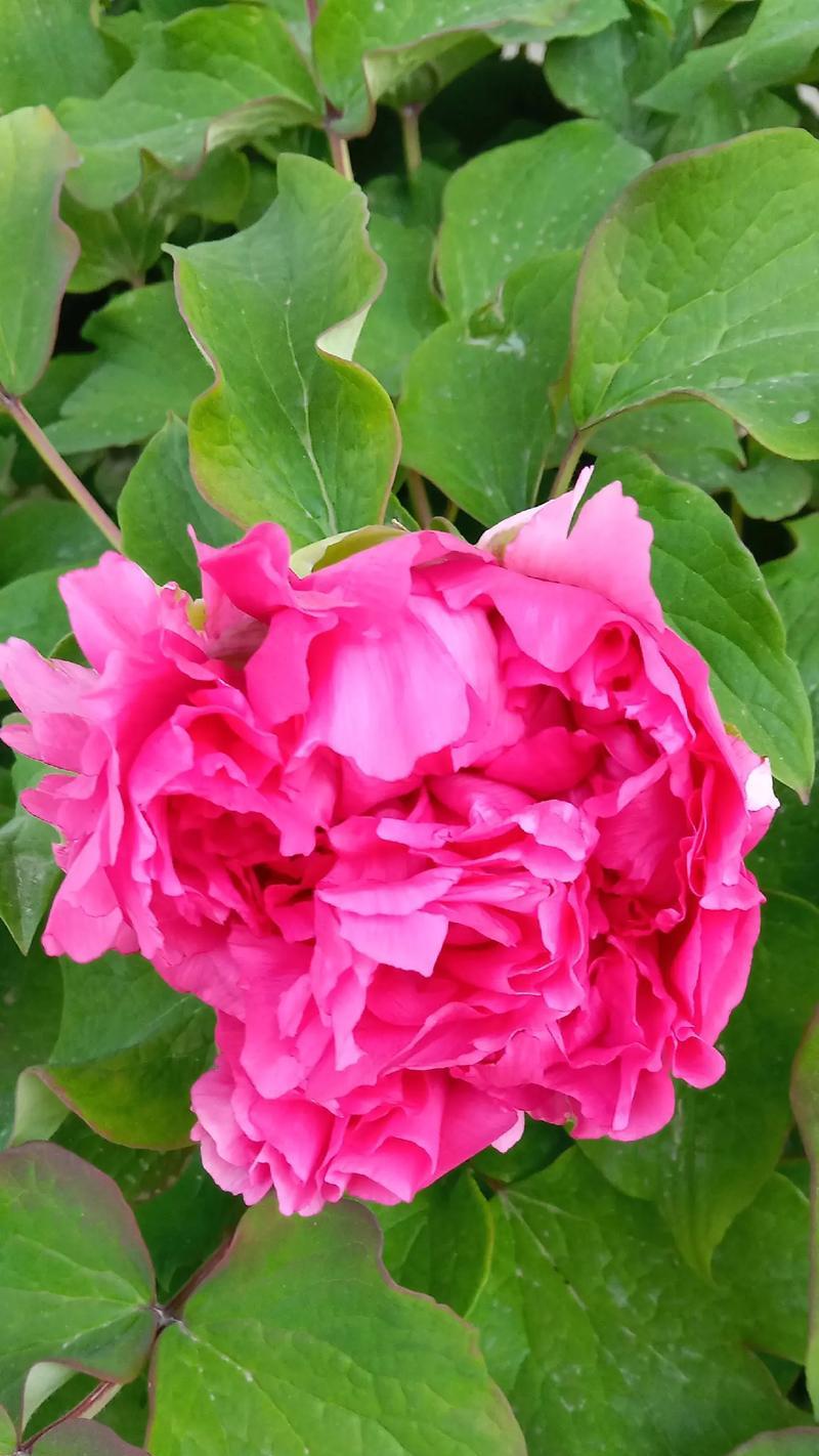 牡丹花的开花时间是什么时候？如何促进开花？
