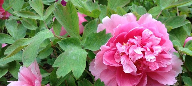 牡丹花的开花时间是什么时候？如何促进开花？