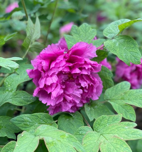 牡丹花的开花时间是什么时候？如何促进开花？