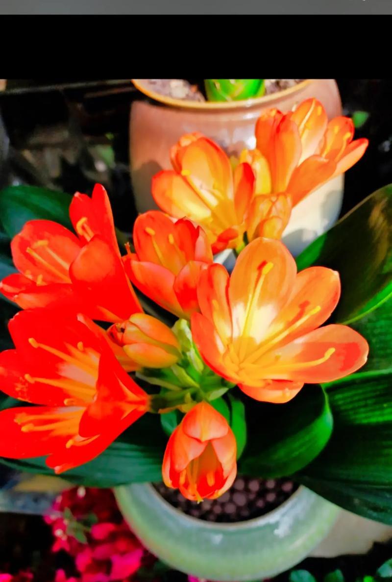 君子兰开花时的特征是什么？如何识别君子兰是否即将开花？