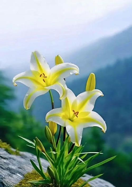 哪种花的花语象征着坚强？
