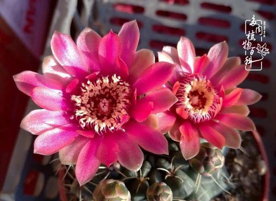 仿真仙人球花盆摆放有什么讲究？如何布置更美观？
