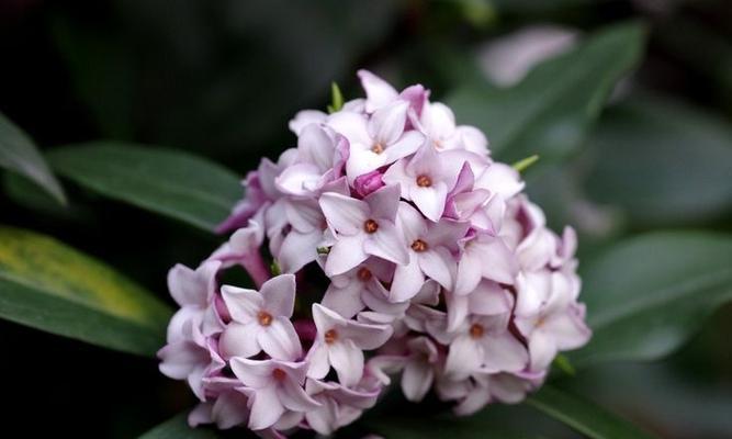 瑞香的花语是什么？瑞香花传递了哪些美好祝愿？