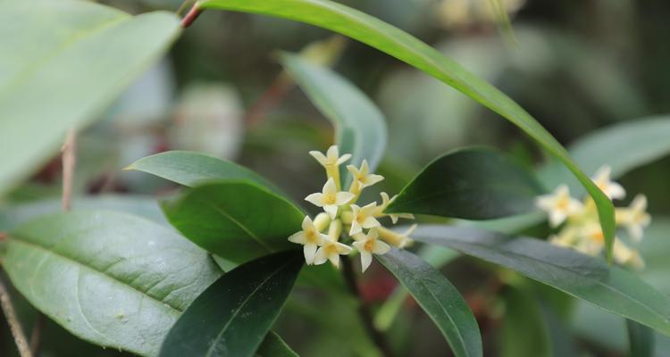 瑞香的花语是什么？瑞香花传递了哪些美好祝愿？