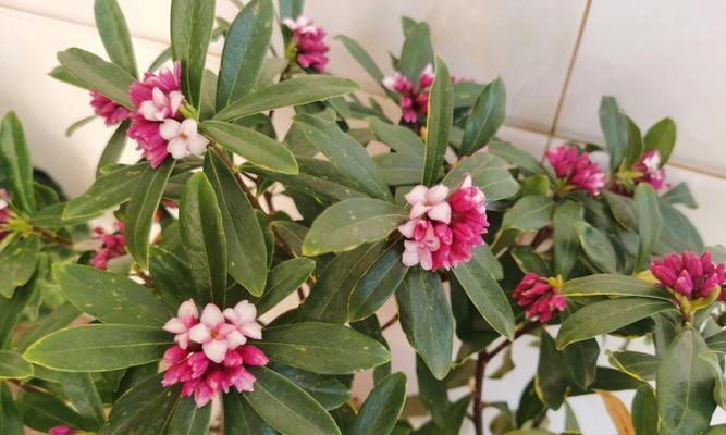瑞香的花语是什么？瑞香花传递了哪些美好祝愿？