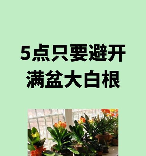 君子兰适合哪种土壤？如何选择合适的土壤类型？