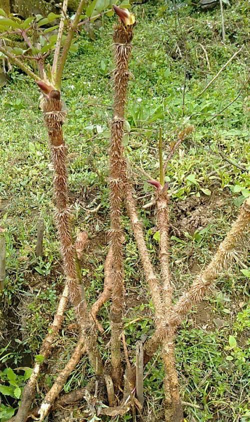 老鼠尾仙人掌种植方法是什么？如何保证成活率？