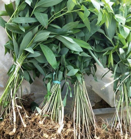 老鼠尾仙人掌种植方法是什么？如何保证成活率？