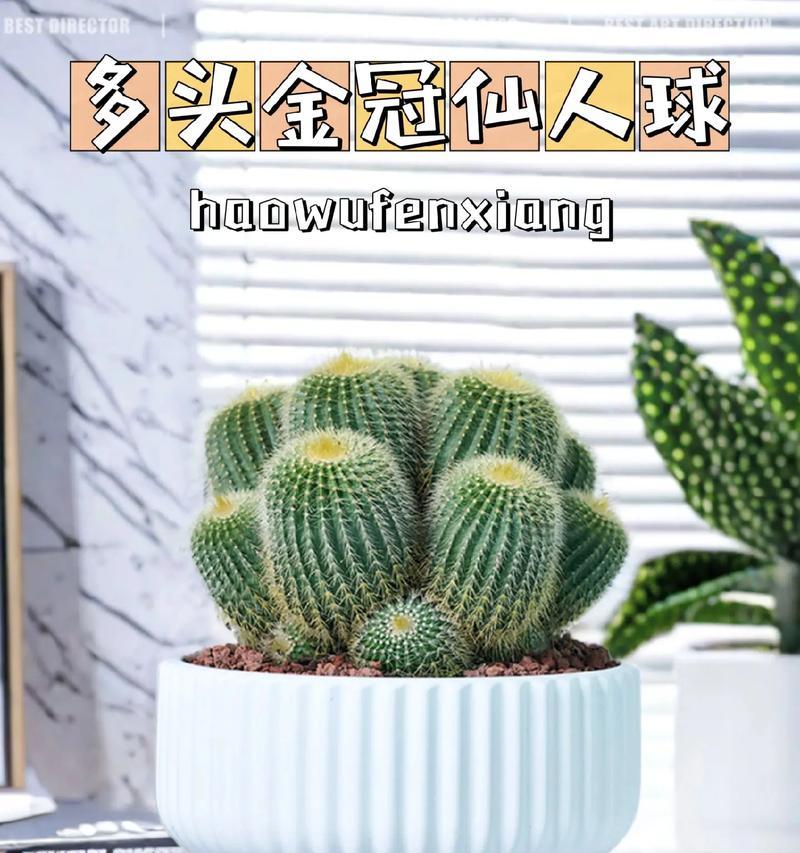 金手指仙人掌开花新手需要注意哪些问题？