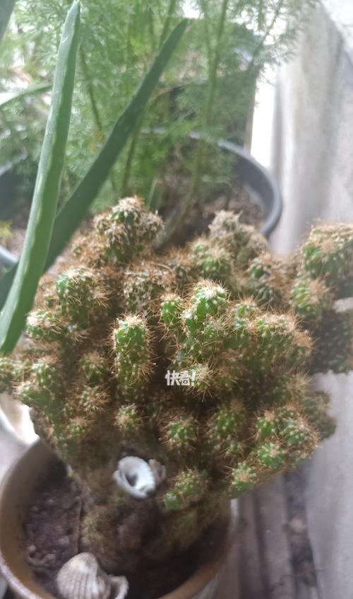 金手指仙人掌开花新手需要注意哪些问题？