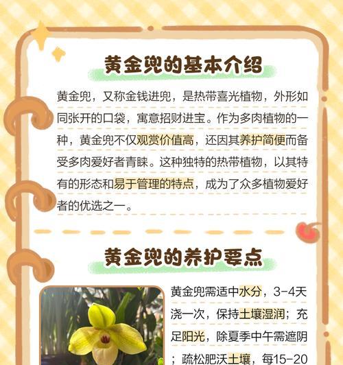 超兜仙人球的种植步骤是什么？