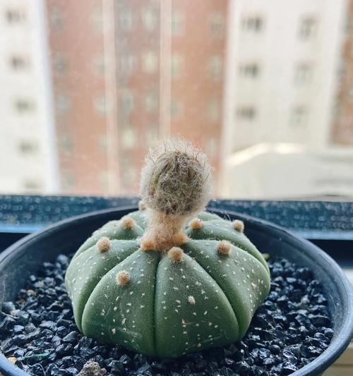 超兜仙人球的种植步骤是什么？