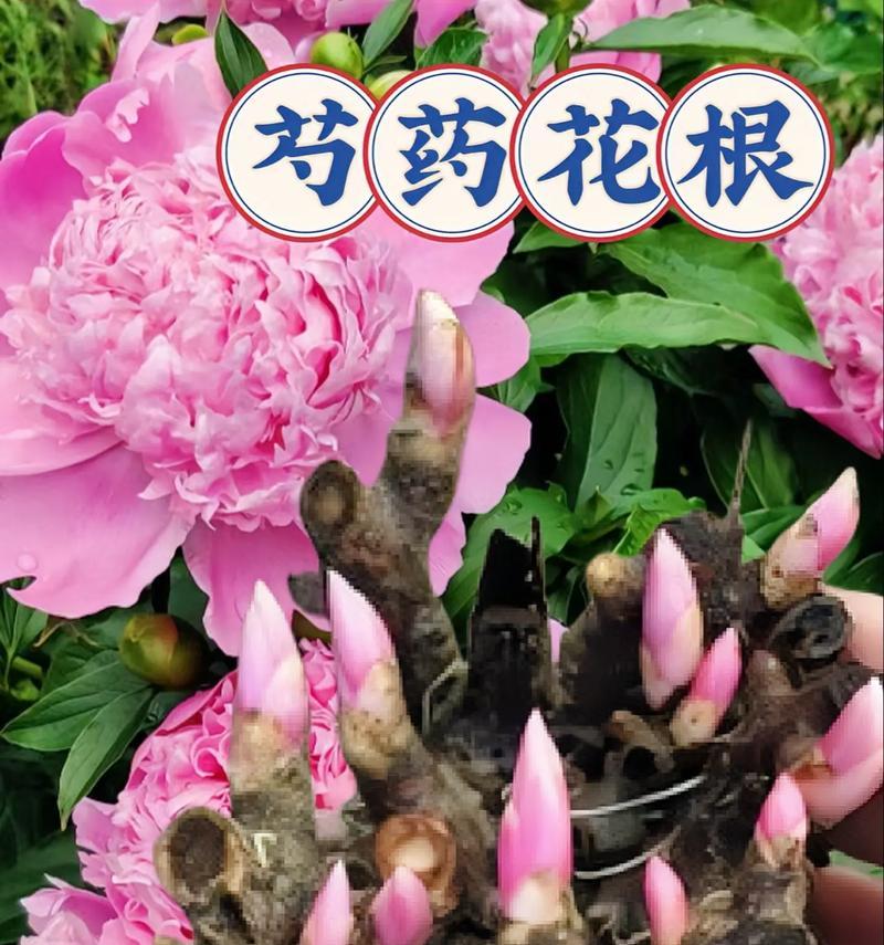 芍药花的花语和寓意是什么？芍药花长什么样？
