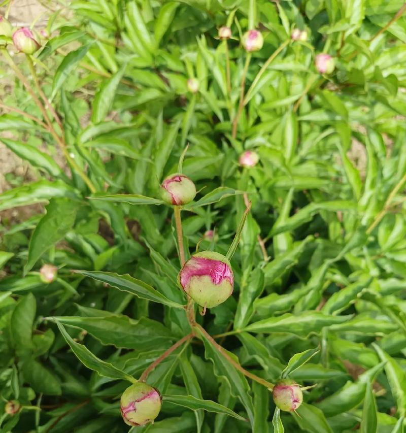 芍药花的花语和寓意是什么？芍药花长什么样？
