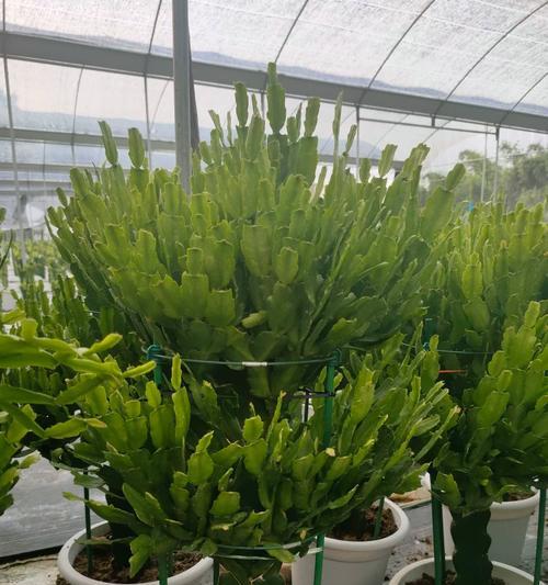 仙人掌蟹兰花的养护技巧是什么？