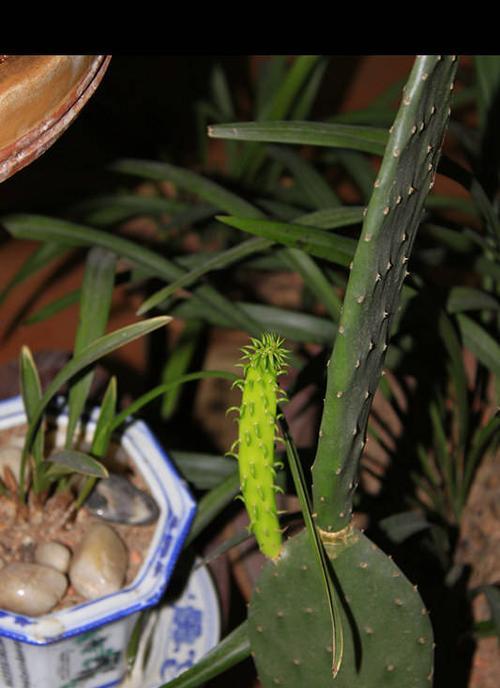 仙人掌蟹兰花的养护技巧是什么？