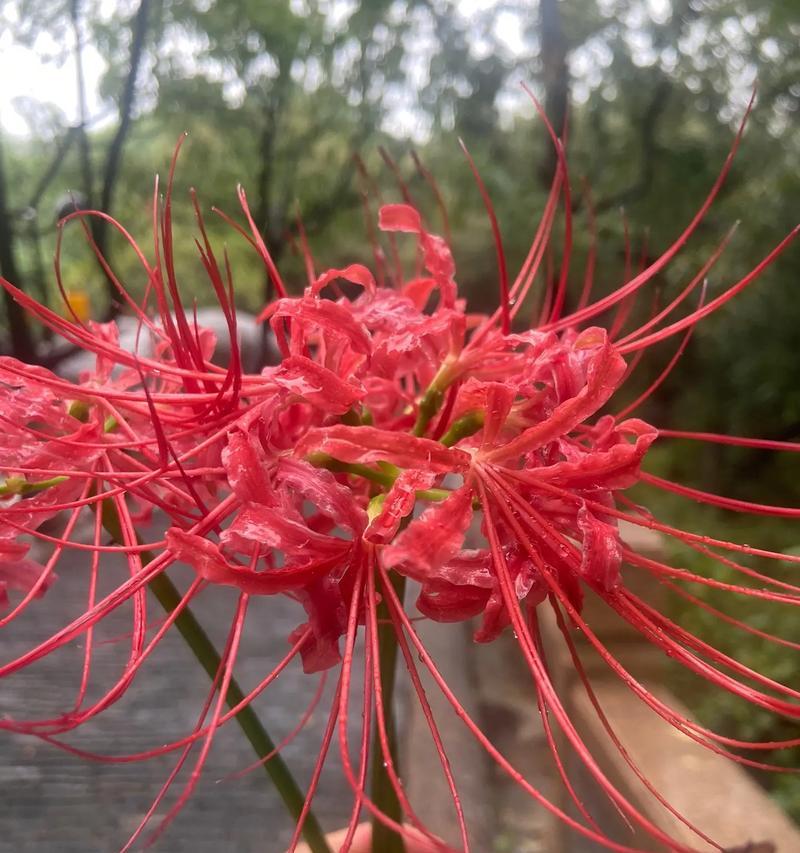 哪种花的花语代表悲伤的情感？