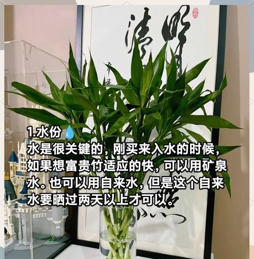 富贵竹水养君子兰的正确方式是什么？