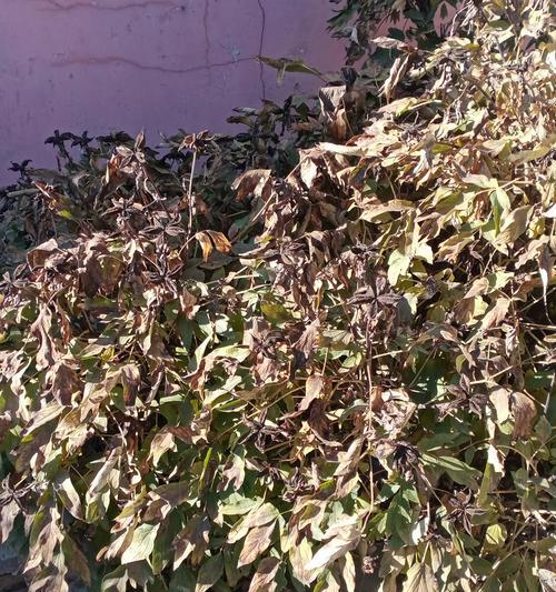 牡丹花根快速发芽的养护技巧是什么？