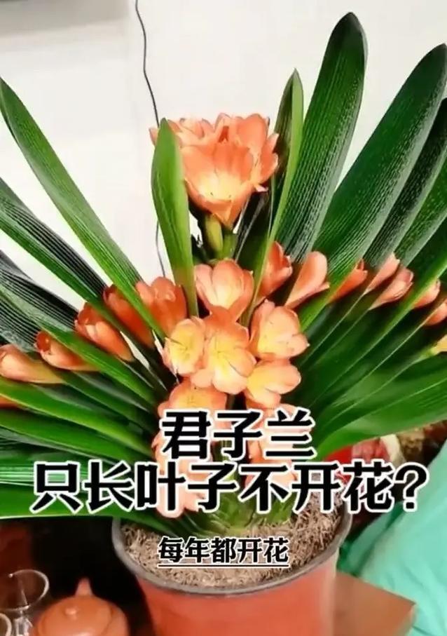君子兰毒狼花的养护方法是什么？