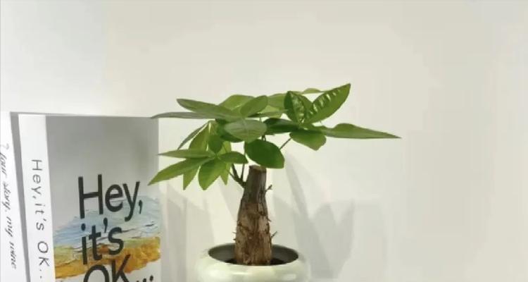 养玫瑰花的风水寓意是什么？如何选择寓意好的品种？