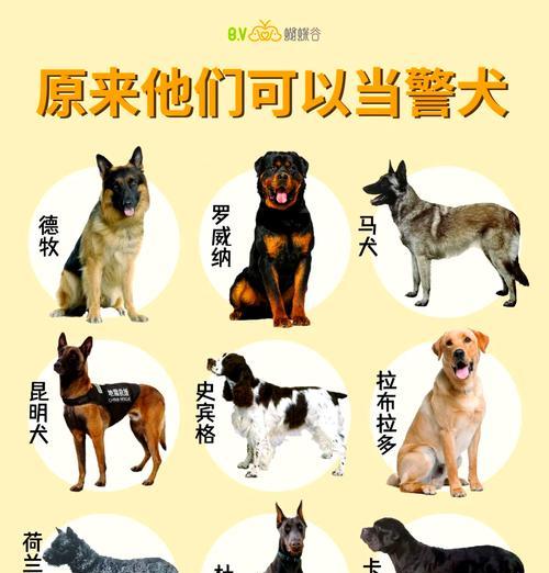 花语中警犬结尾代表什么？