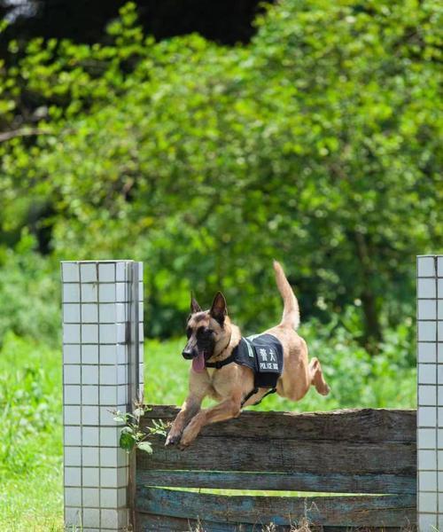 花语中警犬结尾代表什么？