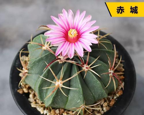 细的仙人掌盆栽如何养护才能开花？需要哪些特别的照顾？