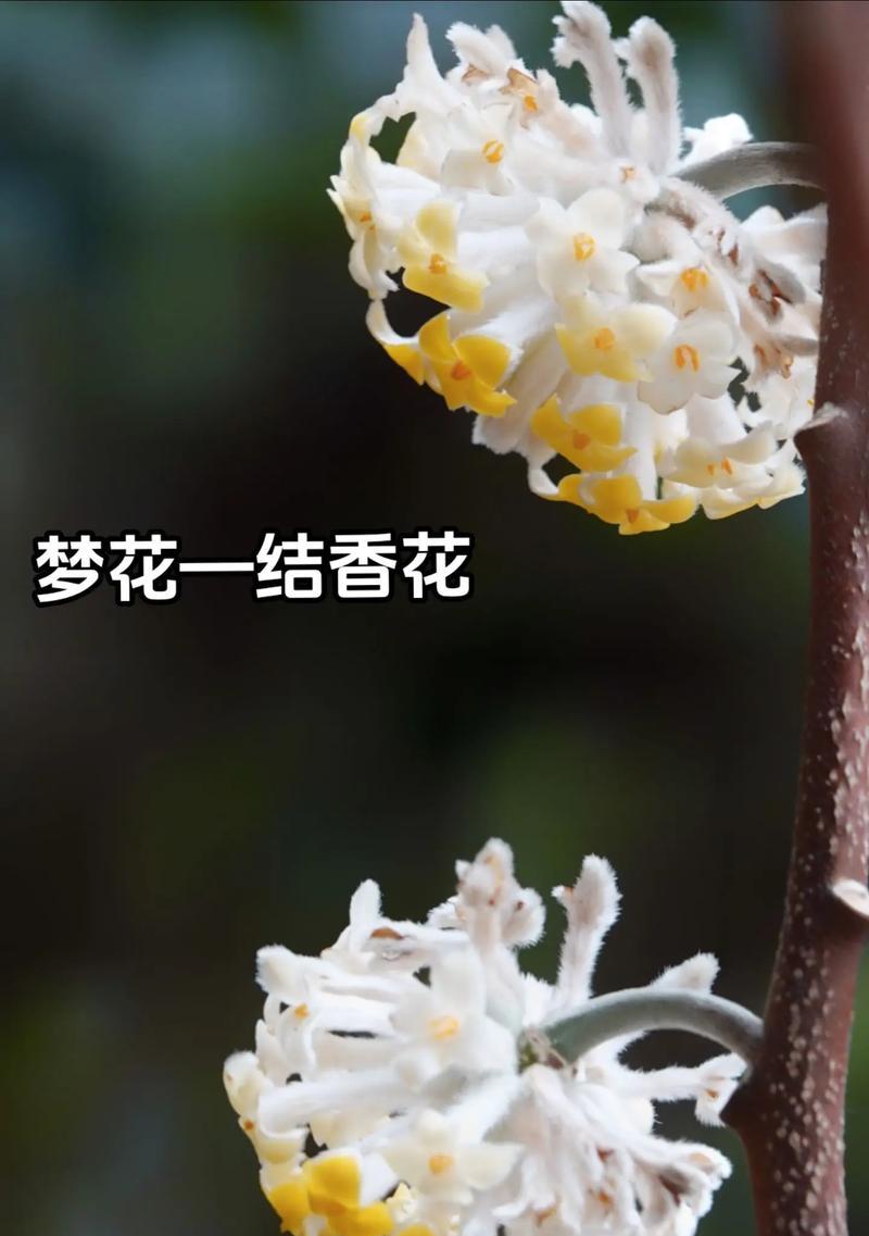幽默的瑞香花语是什么意思？瑞香花代表的寓意是什么？