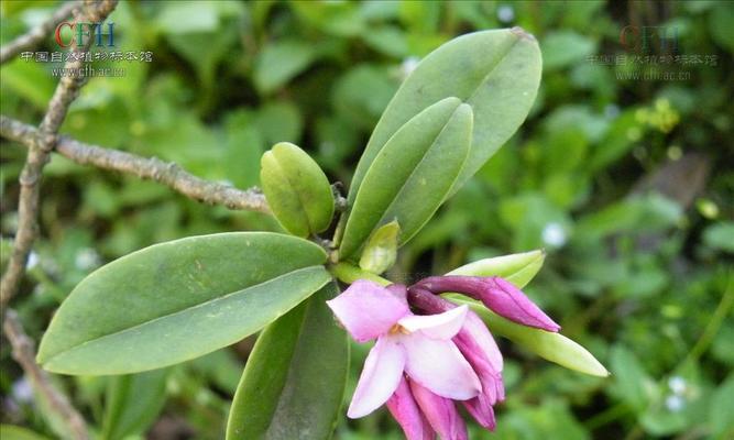 幽默的瑞香花语是什么意思？瑞香花代表的寓意是什么？