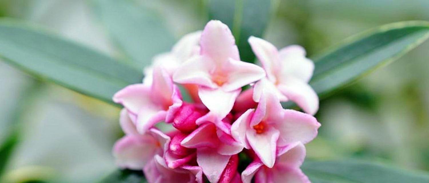 幽默的瑞香花语是什么意思？瑞香花代表的寓意是什么？