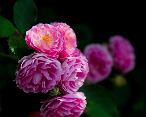 蔷薇花的花语是什么？它象征着什么？