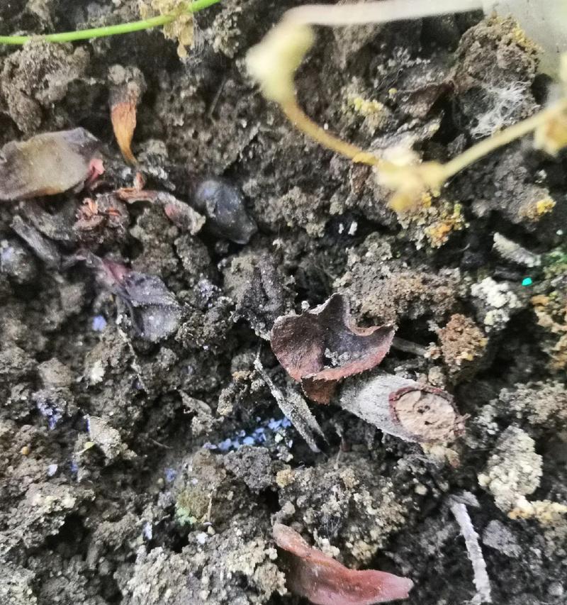 仙人掌干瘪发黄的原因及解决方法？