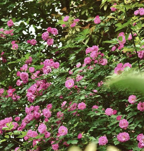 蔷薇花的花语是什么？它象征着什么？
