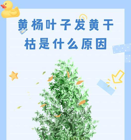 仙人掌干瘪发黄的原因及解决方法？