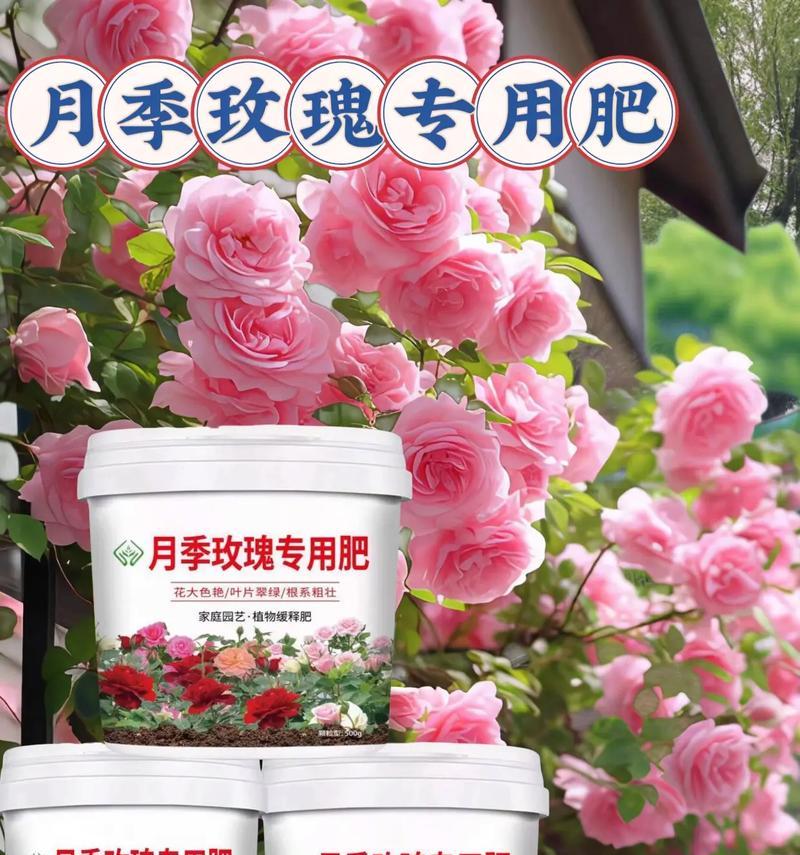 玫瑰花叶子软化和不开花的可能原因是什么？